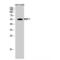 Bone Morphogenetic Protein 7 antibody, LS-C382303, Lifespan Biosciences, Western Blot image 