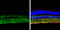 Sequestosome 1 antibody, GTX629890, GeneTex, Immunohistochemistry frozen image 