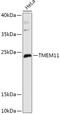 Transmembrane Protein 11 antibody, 16-990, ProSci, Western Blot image 