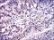 S-Phase Kinase Associated Protein 1 antibody, NBP2-37539, Novus Biologicals, Immunohistochemistry frozen image 