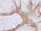Solute Carrier Family 3 Member 2 antibody, PA5-21547, Invitrogen Antibodies, Immunohistochemistry paraffin image 