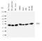 Peptidylprolyl Isomerase D antibody, LS-C312630, Lifespan Biosciences, Western Blot image 