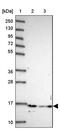 Histone Cluster 2 H2B Family Member E antibody, PA5-60199, Invitrogen Antibodies, Western Blot image 