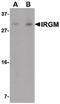 Immunity Related GTPase M antibody, PA5-20507, Invitrogen Antibodies, Western Blot image 