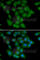 Calcium/Calmodulin Dependent Protein Kinase I antibody, A7018, ABclonal Technology, Immunofluorescence image 