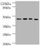 Indoleamine 2,3-Dioxygenase 1 antibody, A53757-100, Epigentek, Western Blot image 