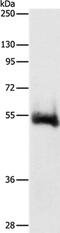 Cholinergic Receptor Muscarinic 4 antibody, PA5-50490, Invitrogen Antibodies, Western Blot image 
