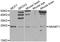 N-6 Adenine-Specific DNA Methyltransferase 1 antibody, A10854, Boster Biological Technology, Western Blot image 