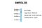 Sphingomyelin Phosphodiesterase Acid Like 3B antibody, NBP1-57912, Novus Biologicals, Western Blot image 