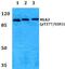 CCAAT Enhancer Binding Protein Alpha antibody, A00386S193, Boster Biological Technology, Western Blot image 