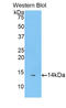Peptidylprolyl Cis/Trans Isomerase, NIMA-Interacting 4 antibody, LS-C295791, Lifespan Biosciences, Western Blot image 