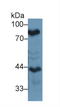 Lactotransferrin antibody, LS-C295072, Lifespan Biosciences, Western Blot image 