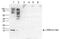 Histone Cluster 4 H4 antibody, CI1033, Boster Biological Technology, Western Blot image 