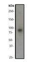 BCL6 Transcription Repressor antibody, ab33901, Abcam, Western Blot image 