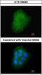Transmembrane Protein 147 antibody, GTX108045, GeneTex, Immunocytochemistry image 