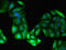 Glutamic--Pyruvic Transaminase antibody, CSB-PA009864LA01HU, Cusabio, Immunofluorescence image 