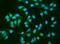 Inositol Polyphosphate Phosphatase Like 1 antibody, M01790, Boster Biological Technology, Immunofluorescence image 