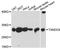 Thioredoxin domain-containing protein 9 antibody, A11467, Boster Biological Technology, Western Blot image 