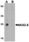 NK2 Homeobox 8 antibody, A12535-1, Boster Biological Technology, Western Blot image 