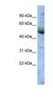 COP9 Signalosome Subunit 4 antibody, NBP1-56646, Novus Biologicals, Western Blot image 