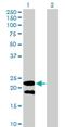 Lymphocyte Antigen 6 Family Member G5B antibody, H00058496-B01P, Novus Biologicals, Western Blot image 