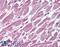 Protein Phosphatase 2 Scaffold Subunit Aalpha antibody, 45-120, ProSci, Immunohistochemistry paraffin image 