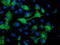 Mahogunin Ring Finger 1 antibody, TA502690, Origene, Immunofluorescence image 