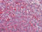 Heat Shock Protein Family D (Hsp60) Member 1 antibody, ADI-SPA-829-D, Enzo Life Sciences, Immunohistochemistry frozen image 