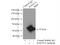 RAD23 Homolog A, Nucleotide Excision Repair Protein antibody, 51033-1-AP, Proteintech Group, Immunoprecipitation image 