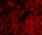 SLIT And NTRK Like Family Member 1 antibody, A07507, Boster Biological Technology, Immunofluorescence image 