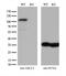 Activating Signal Cointegrator 1 Complex Subunit 2 antibody, M12860, Boster Biological Technology, Western Blot image 