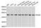 Protein Disulfide Isomerase Family A Member 6 antibody, MBS128905, MyBioSource, Western Blot image 