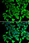 Prostaglandin E Synthase 2 antibody, 14-991, ProSci, Immunofluorescence image 