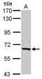 CLPTM1 Like antibody, GTX116893, GeneTex, Western Blot image 