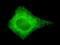 Cytochrome C Oxidase Subunit 4I2 antibody, M10078, Boster Biological Technology, Immunofluorescence image 