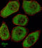 Arachidonate 12-Lipoxygenase, 12S Type antibody, abx034140, Abbexa, Flow Cytometry image 