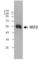 Interferon Regulatory Factor 8 antibody, 656501, BioLegend, Western Blot image 