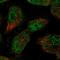 Sp3 Transcription Factor antibody, PA5-59159, Invitrogen Antibodies, Immunofluorescence image 