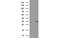 Proteasome Subunit Alpha 4 antibody, MBS833015, MyBioSource, Western Blot image 