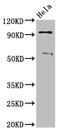 ADAM Metallopeptidase Domain 23 antibody, CSB-PA001285LA01HU, Cusabio, Western Blot image 