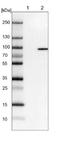 EPS8 Like 2 antibody, NBP1-83613, Novus Biologicals, Western Blot image 
