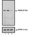 Inhibitor Of Nuclear Factor Kappa B Kinase Subunit Beta antibody, MA5-15080, Invitrogen Antibodies, Western Blot image 