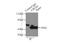 CAMP Responsive Element Binding Protein 1 antibody, 12208-1-AP, Proteintech Group, Immunoprecipitation image 