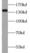 Tripeptidyl Peptidase 2 antibody, FNab08895, FineTest, Western Blot image 