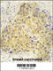 Semaphorin-3A antibody, 63-186, ProSci, Immunohistochemistry paraffin image 