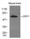 Cryptochrome Circadian Regulator 1 antibody, MBS9408707, MyBioSource, Western Blot image 