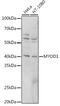 Myogenic Differentiation 1 antibody, GTX65875, GeneTex, Western Blot image 