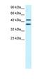Zinc Finger Protein 839 antibody, orb324438, Biorbyt, Western Blot image 