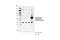 Interferon Regulatory Factor 7 antibody, 24129S, Cell Signaling Technology, Western Blot image 