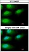 Interleukin 1 Receptor Associated Kinase 3 antibody, LS-C185606, Lifespan Biosciences, Immunocytochemistry image 